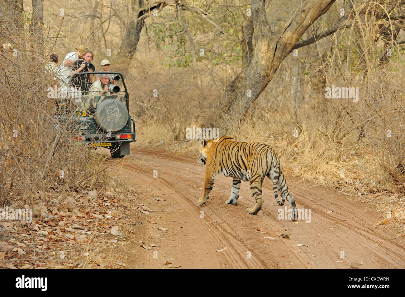 Tiger photographie dans la forêt d'arbustes secs de l'habitat le parc national de Ranthambore Banque D'Images