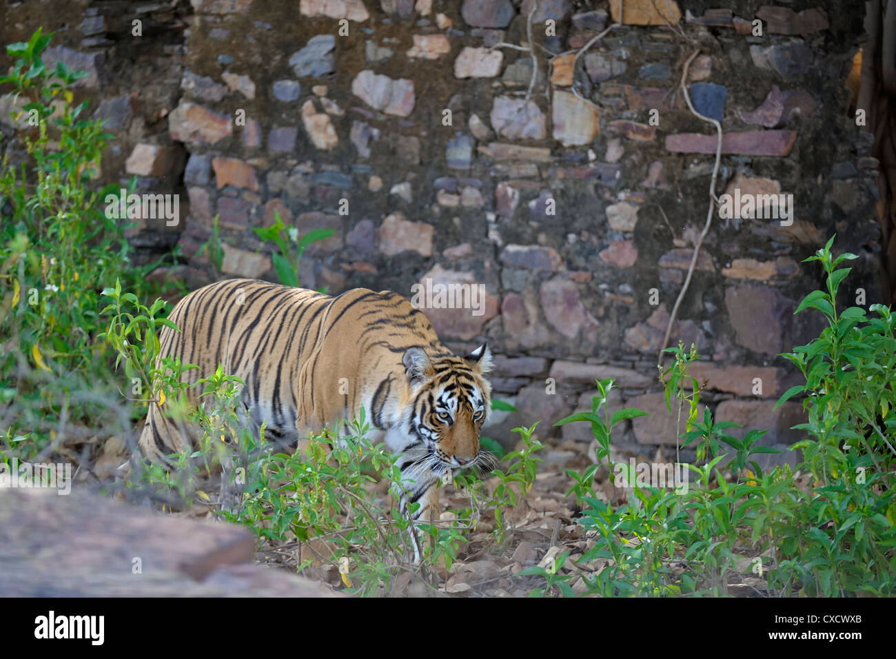 Tigresse sauvage en face de suis ancien mur à Ranthambhore Banque D'Images