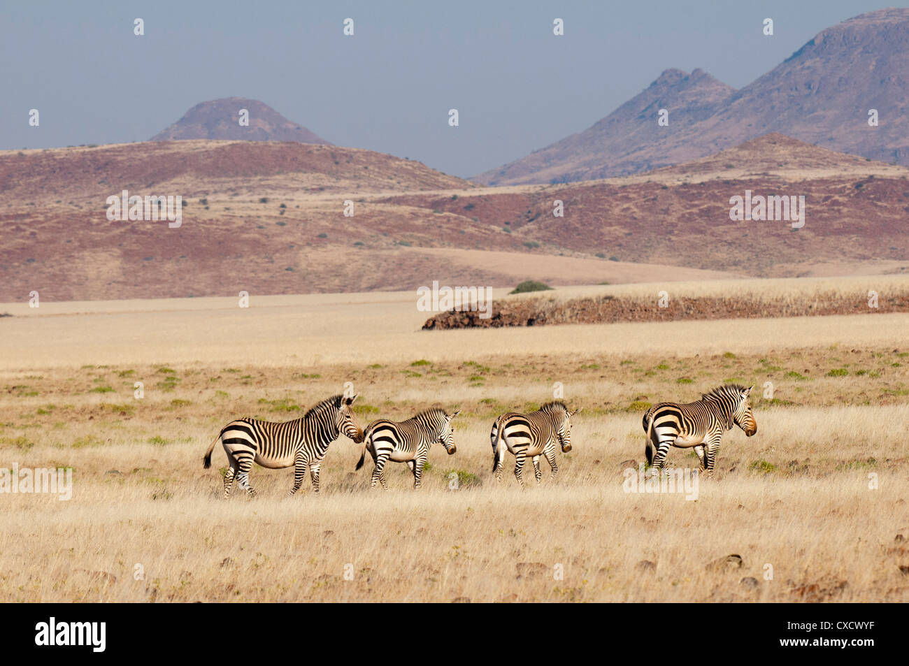 Zèbre de montagne de Hartmann (Equus zebra hartmannae), Palmwag Concession, Damaraland, Namibie, Afrique Banque D'Images