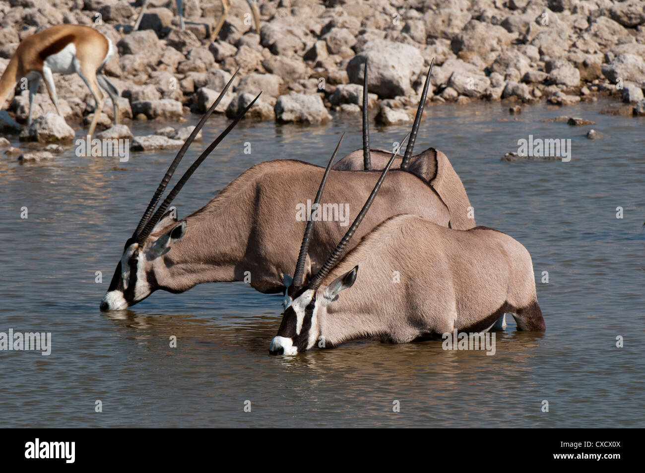 Oryx gemsbok (Oryx gazella gazella), Etosha National Park, Namibie, Afrique Banque D'Images