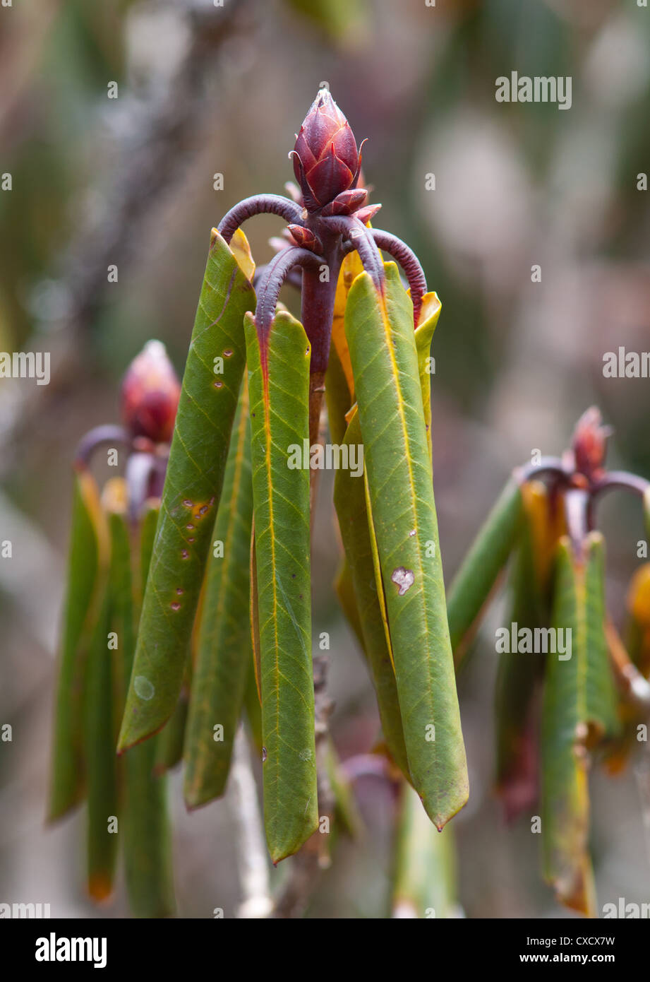 Les feuilles et les bourgeons de Rhododendron, Népal Banque D'Images