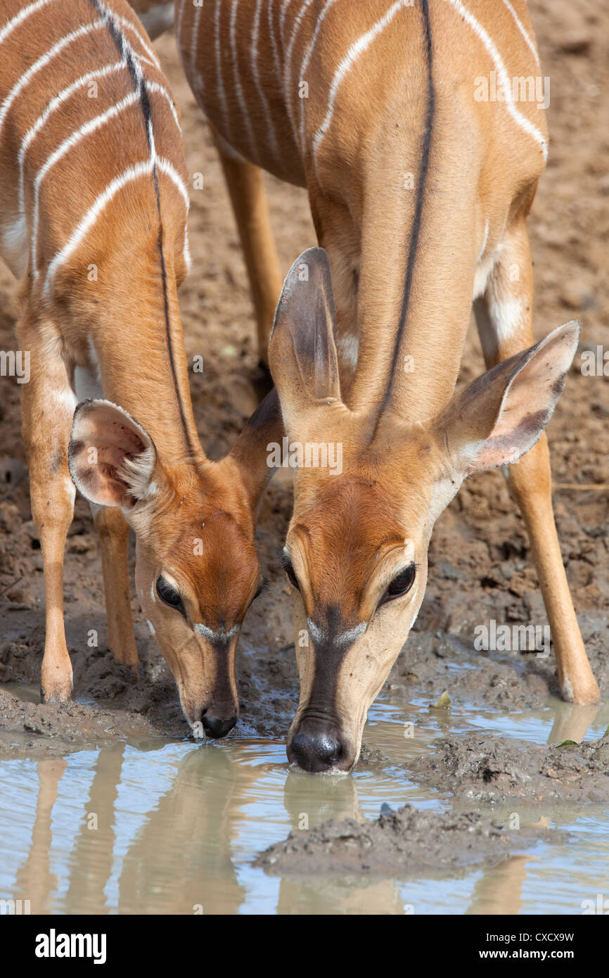 Nyala (Tragelaphus angasii), femme avec bébé boire, Mkhuze Game Reserve, Afrique du Sud, l'Afrique Banque D'Images