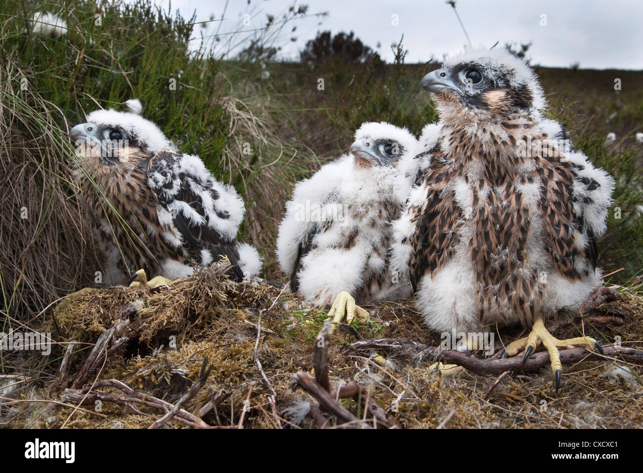 Les poussins de Faucons pèlerins (Falco peregrinus), après avoir été sonné, Parc National de Northumberland, Angleterre, Royaume-Uni, Europe Banque D'Images