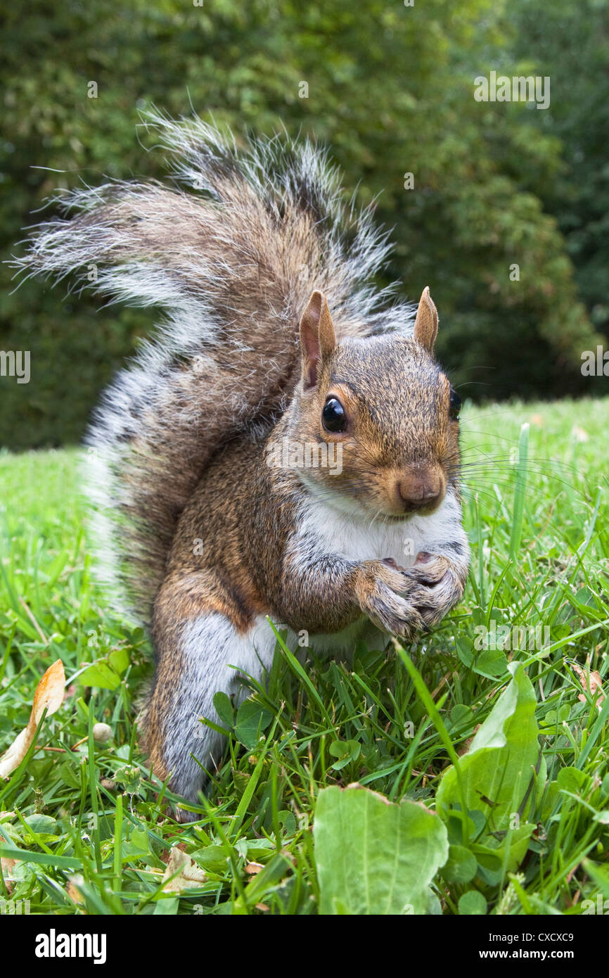 L'écureuil gris (Sciurus carolinensis), dans la région de city park, parc de Brandon, Bristol, Angleterre, Royaume-Uni, Europe Banque D'Images
