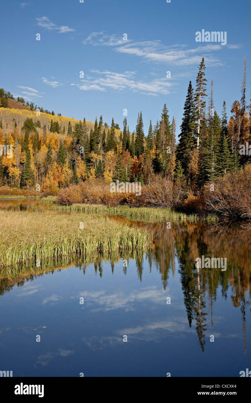 Jaune et orange trembles reflété dans le lac d'argent à l'automne, nationale Wasatch-Cache, Utah, États-Unis d'Amérique Banque D'Images