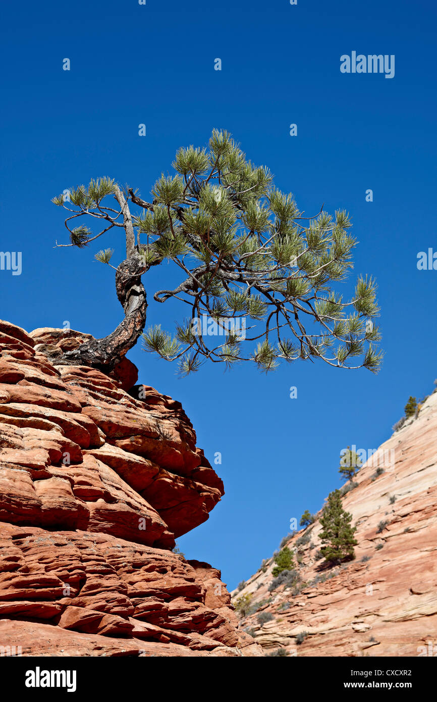 Petit croissant evergreen au sommet d'une petite formation de roche rouge, Zion National Park, Utah, États-Unis d'Amérique, Amérique du Nord Banque D'Images