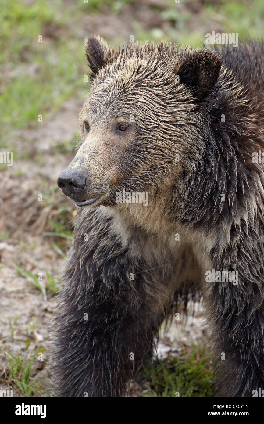 Ours grizzli (Ursus arctos horribilis), Parc National de Yellowstone, Wyoming, États-Unis d'Amérique, Amérique du Nord Banque D'Images