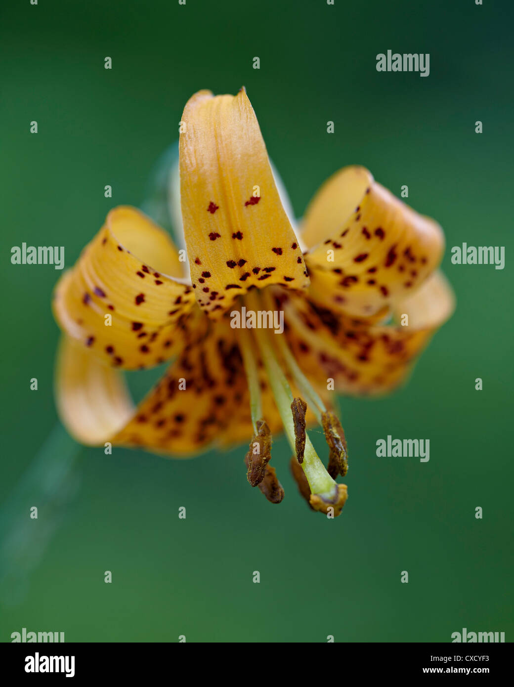 Tiger Lily (Lily) Colombie-Britannique (Oregon) lily (Lilium columbianum), l'Idaho Panhandle Forêts nationales, New York Banque D'Images