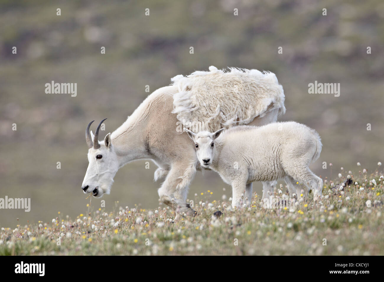 La chèvre de montagne (Oreamnos americanus) nounou et kid au printemps, forêt nationale de Shoshone, Wyoming, United States of America Banque D'Images