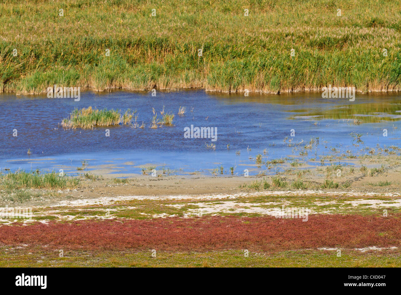 Ceinture de roseaux Paysage de Parc National (Lac de Neusiedl / Seewinkel), frontière austro-hongrois Banque D'Images