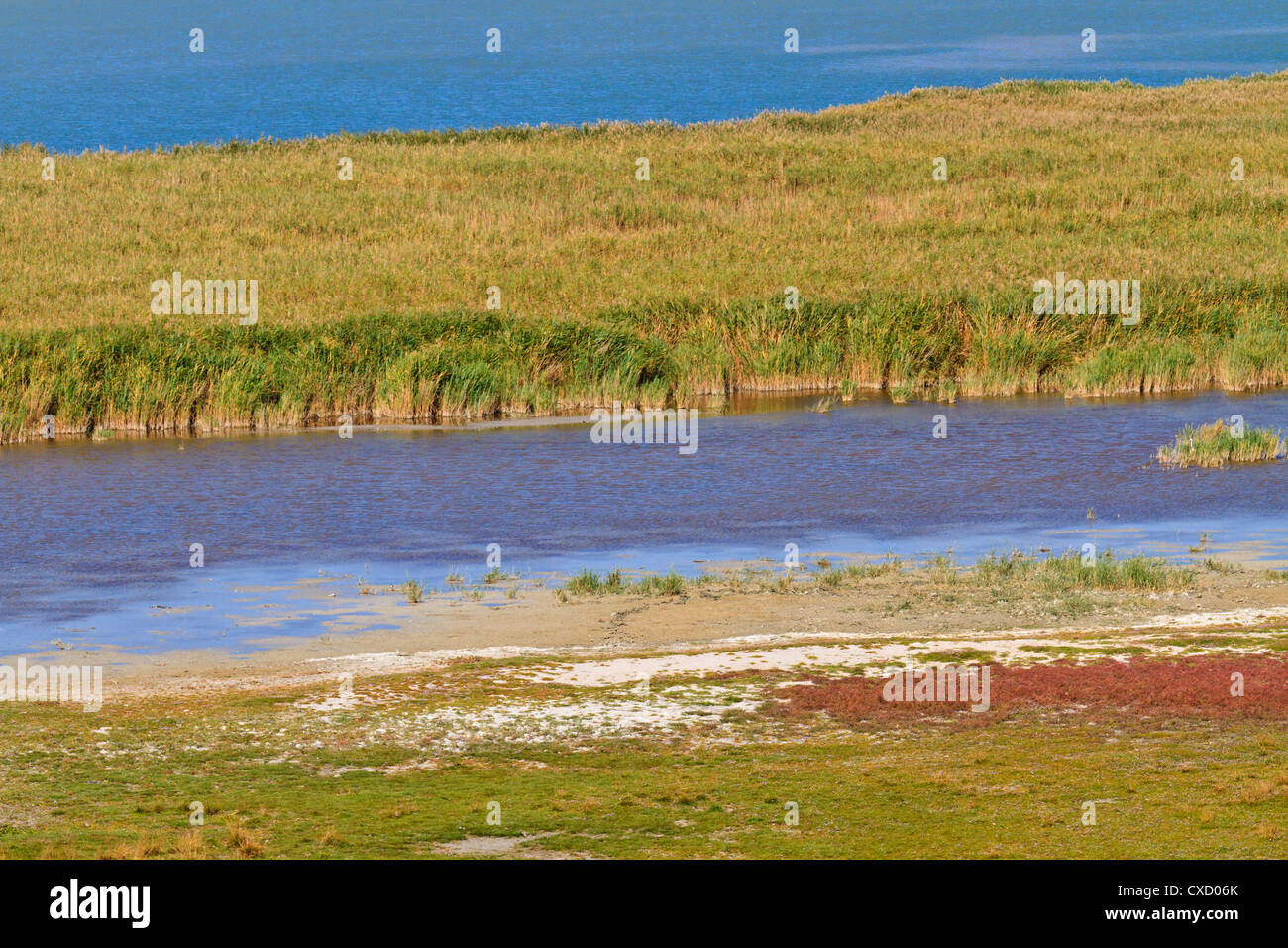 Ceinture de roseaux Paysage de Parc National (Lac de Neusiedl / Seewinkel), frontière austro-hongrois Banque D'Images