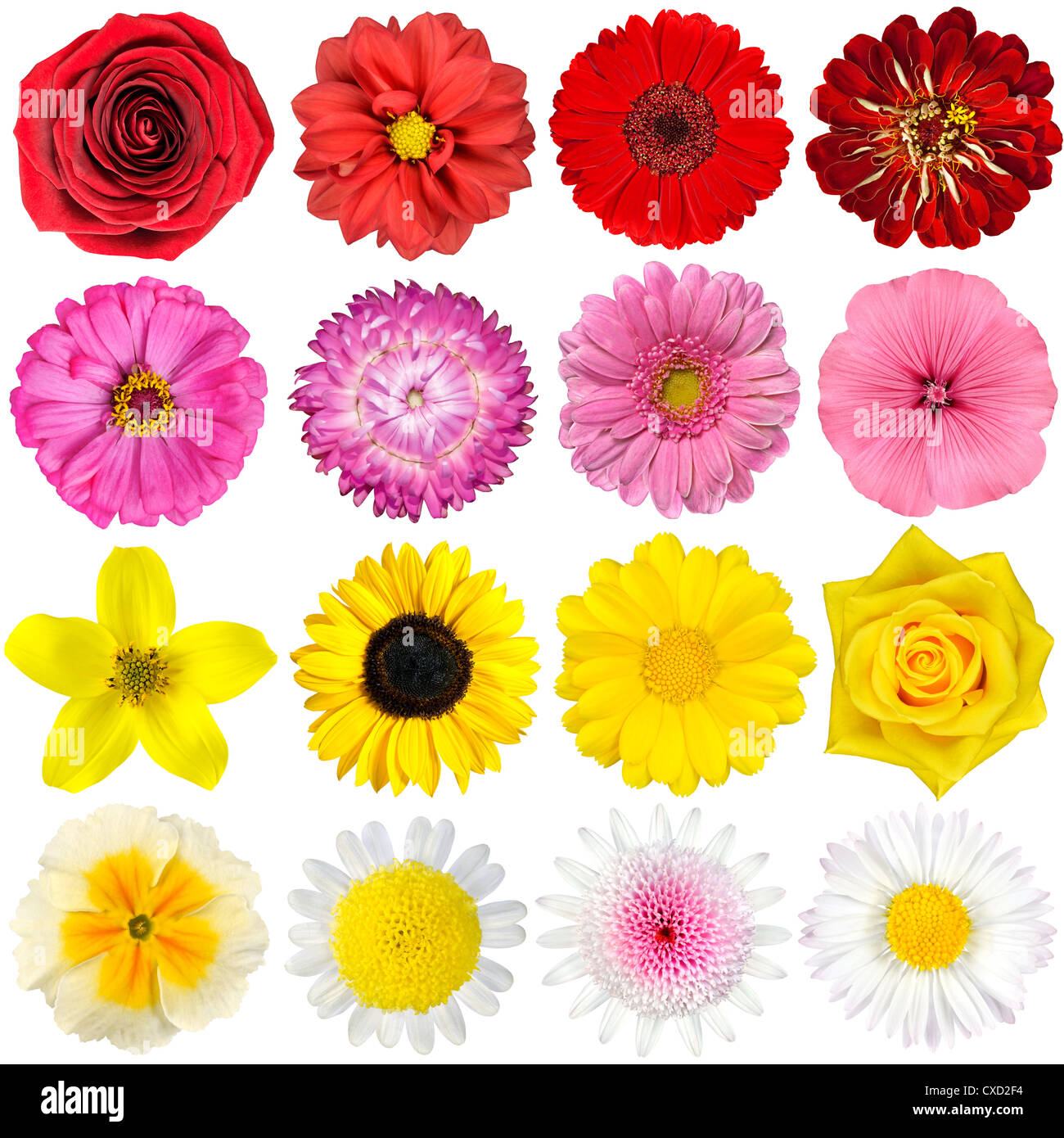 Collection de fleurs diverses 16 Sélection macro beau beauté fleur fleurs botanique botanique chrysanthemum lumineux Fermer Banque D'Images