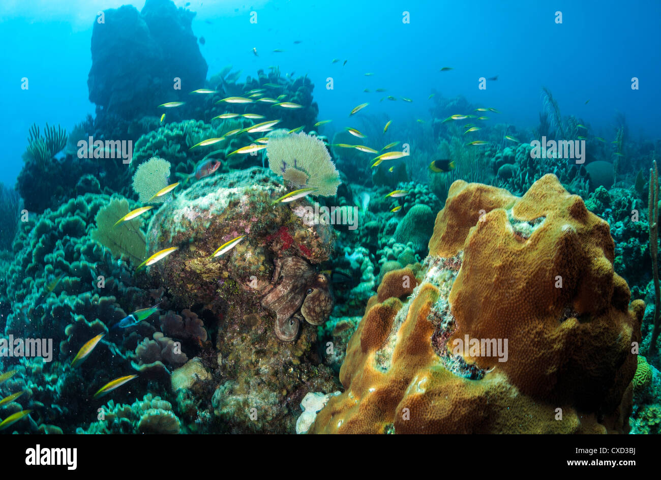 Les récifs coralliens au large de la côte de Roatan Honduras avec Octopus Banque D'Images