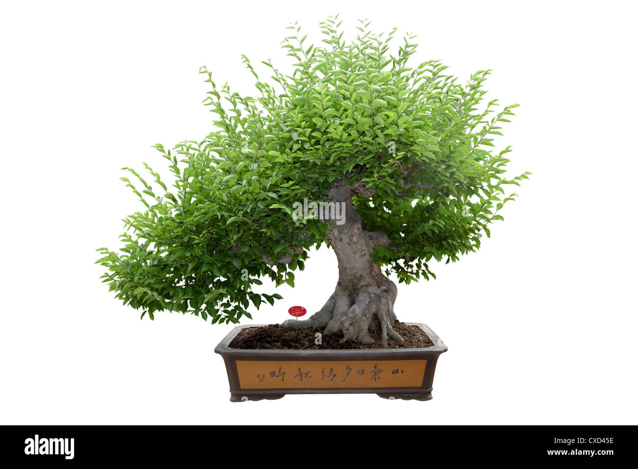 Bonsaï arbre vert Banque D'Images