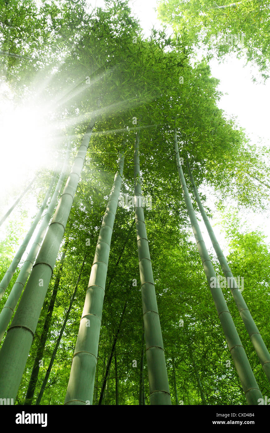 Forêt de bambou vert Banque D'Images Forêt de bambou vert Banque D'Images