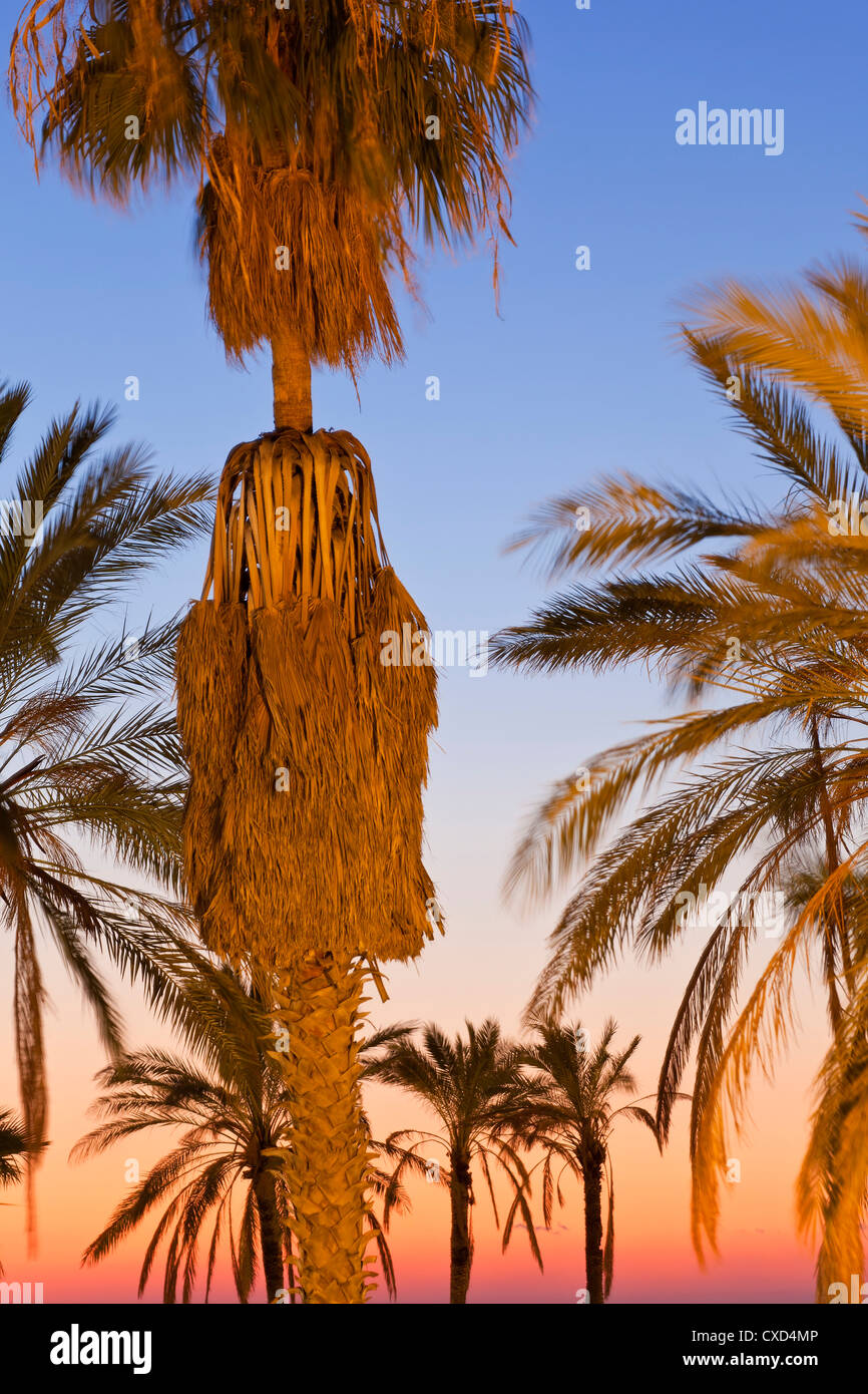 Palmiers en dehors des murs de la vieille ville au coucher du soleil, Jérusalem, Israël, Moyen Orient Banque D'Images