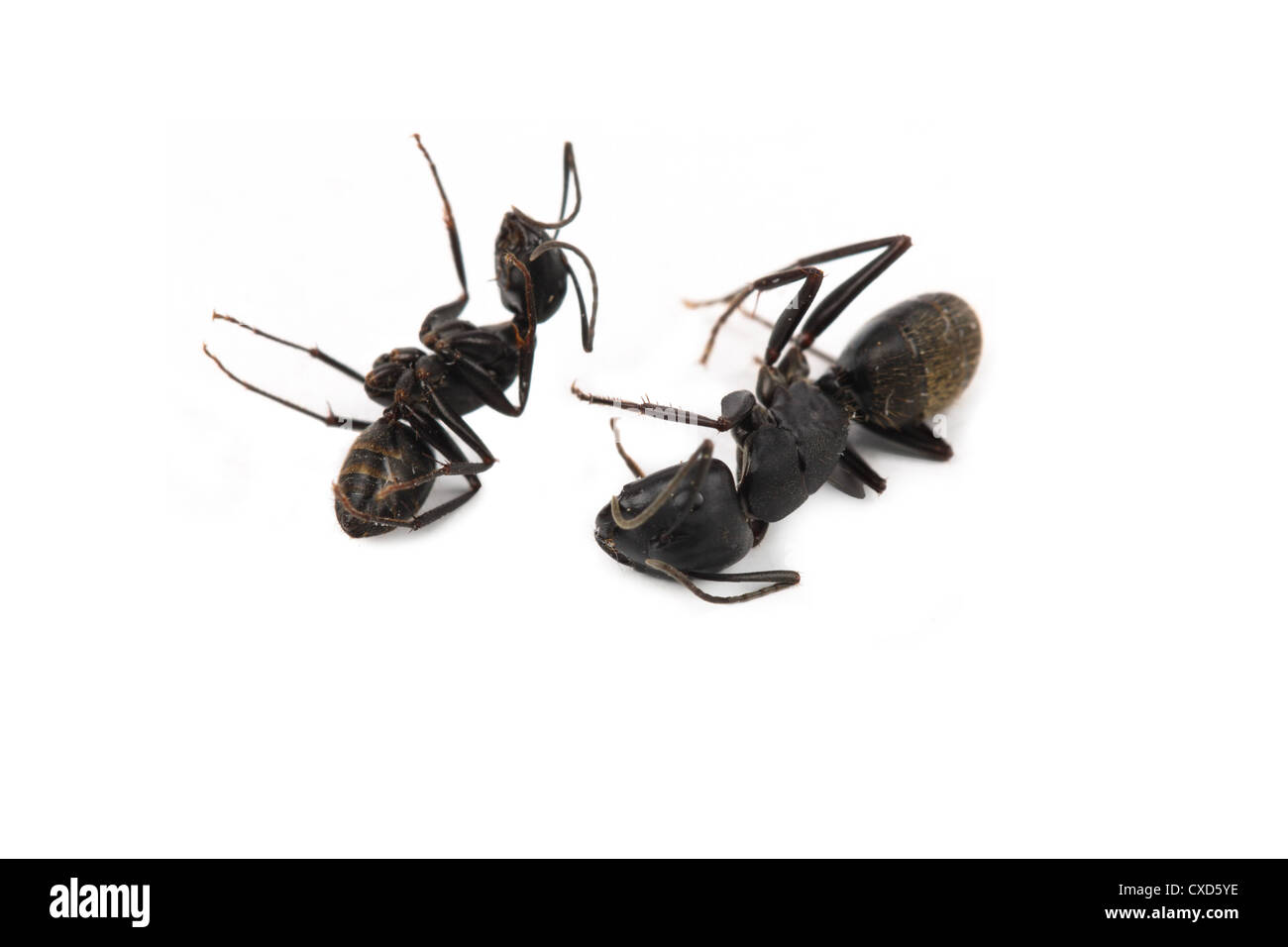 deux fourmis mortes Banque D'Images