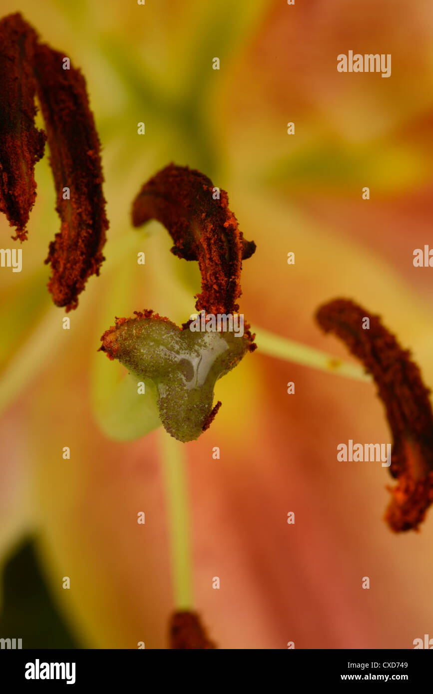 Close up of lily flower pollen avec la stigmatisation et les anthères. Banque D'Images