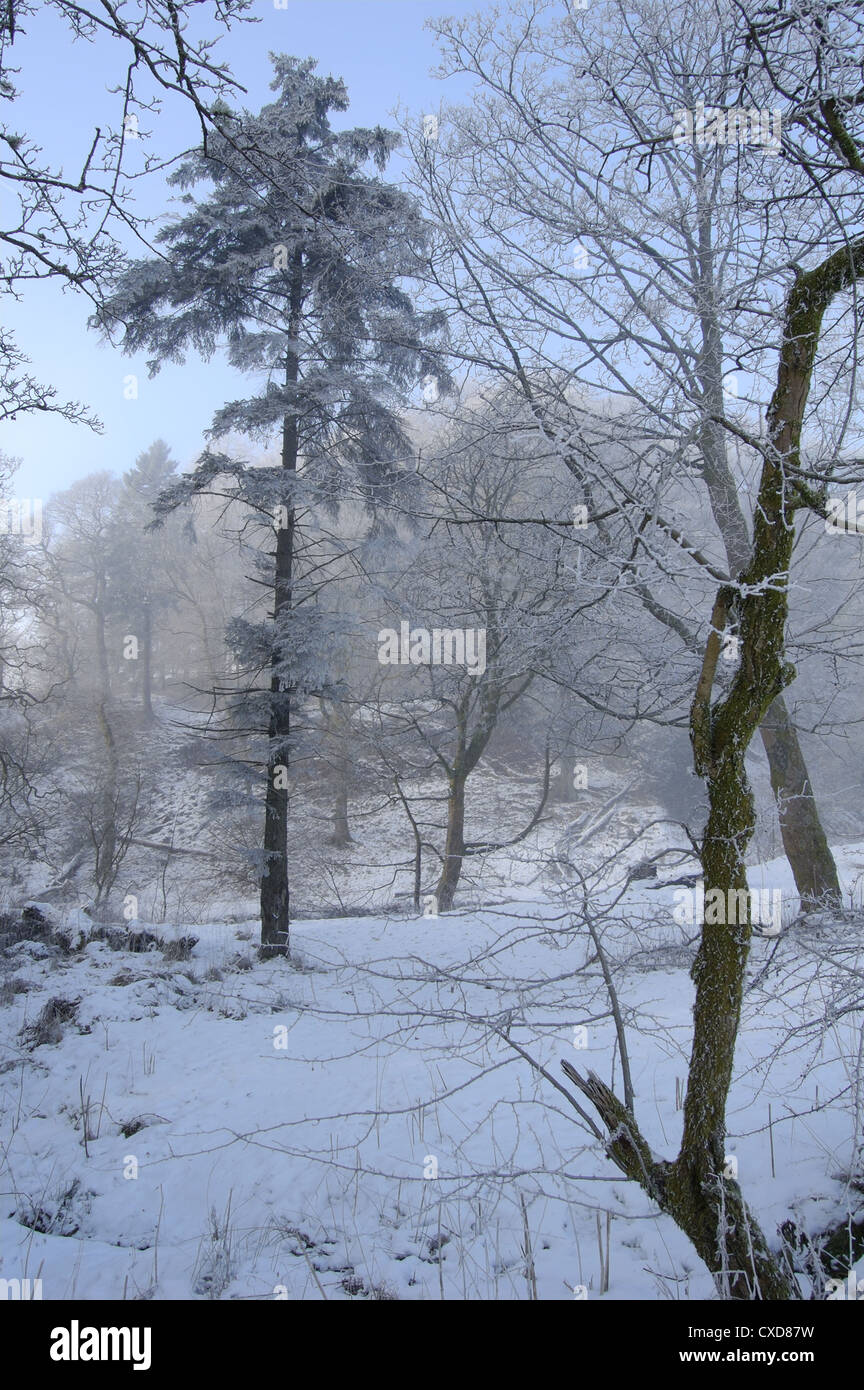 Misty neige scène à Hamois Glen près de Glasgow, Écosse Banque D'Images