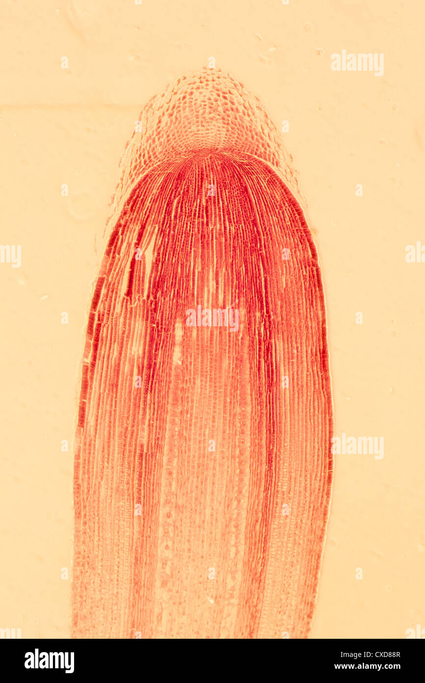 Microphotographie de racine de plante astuce cellules tissulaires Banque D'Images