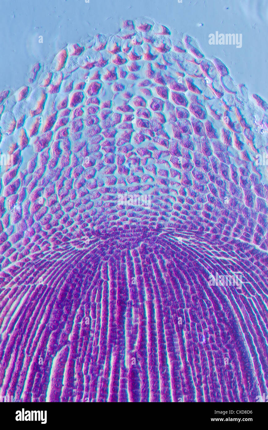 Microphotographie de racine de plante astuce cellules tissulaires Banque D'Images