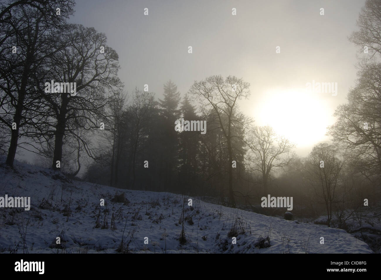 Soleil qui brille à travers brume à Hamois Glen près de Glasgow, Écosse Banque D'Images