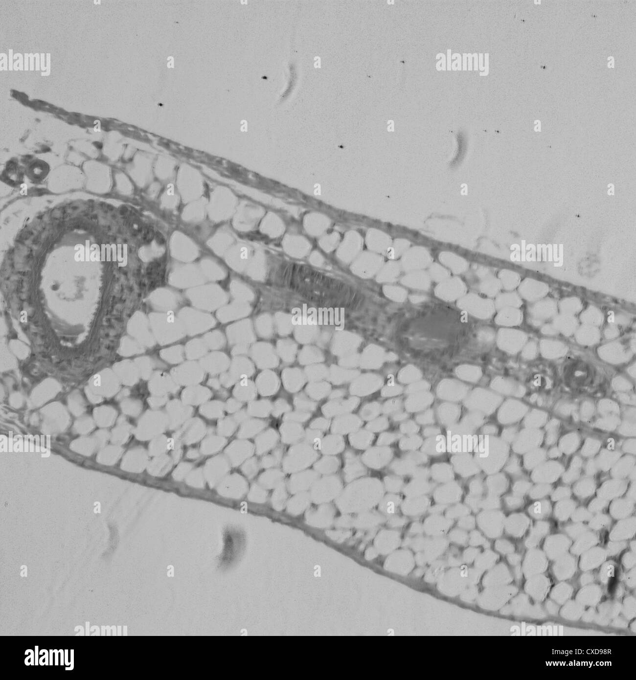 Microphotographie de vaisseau sanguin de l'artère, veine et Banque D'Images