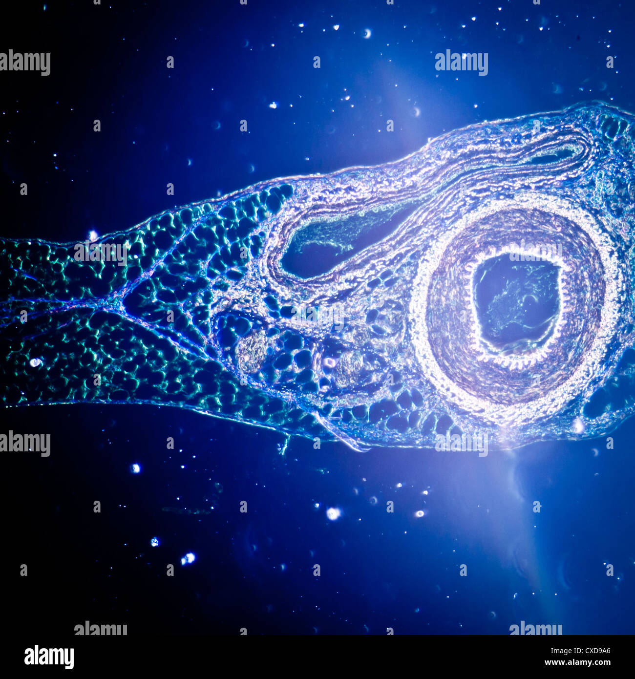 Microphotographie de vaisseau sanguin de l'artère, veine et Banque D'Images