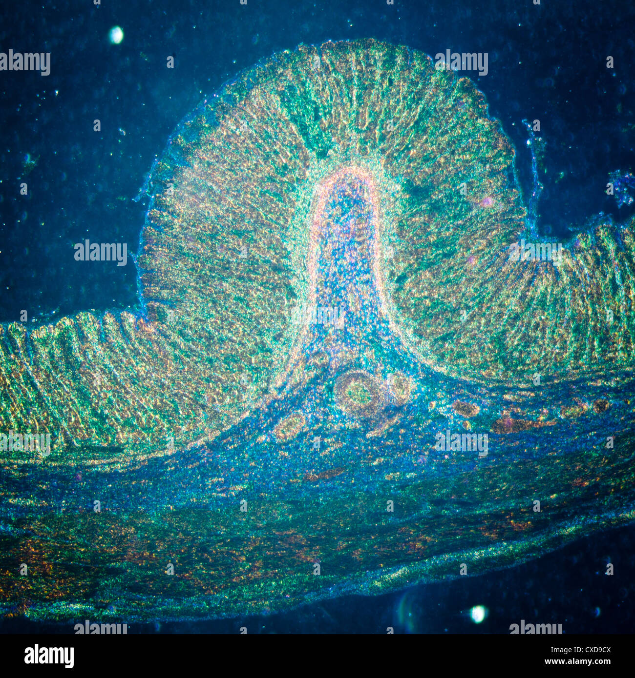 Microphotographie de tissus de l'estomac Banque D'Images