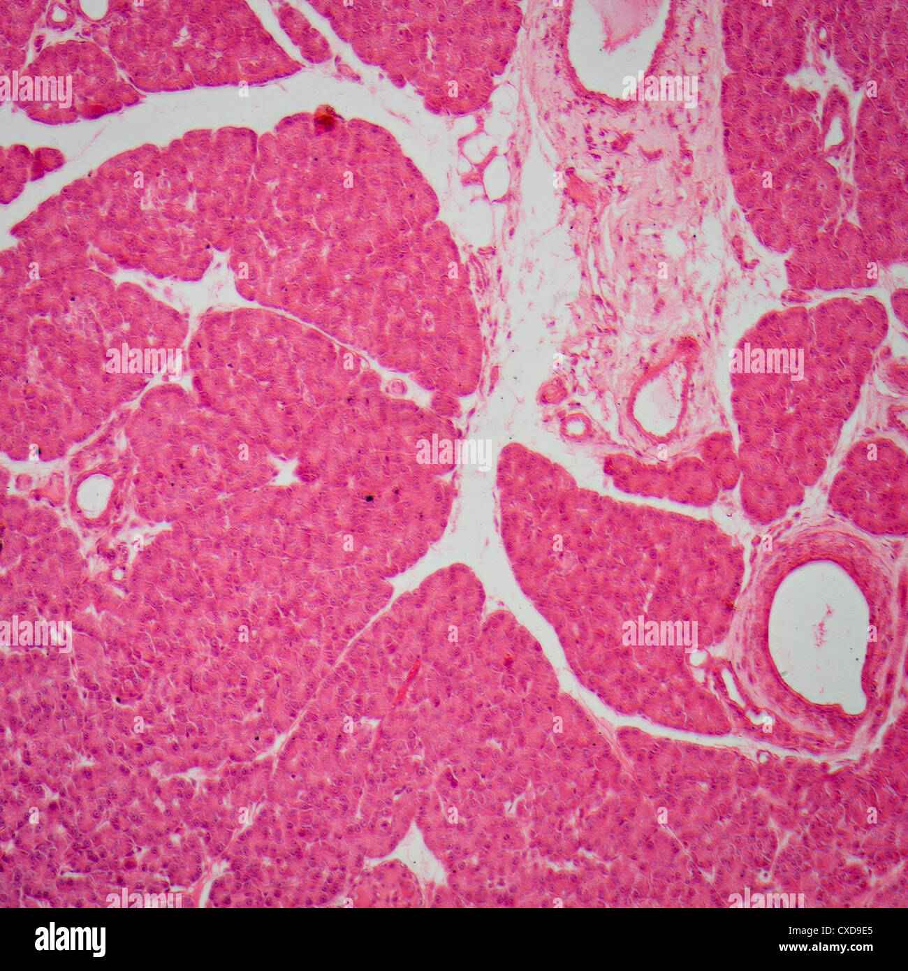 Microphotographie de petits tissus intestinum tenue Banque D'Images