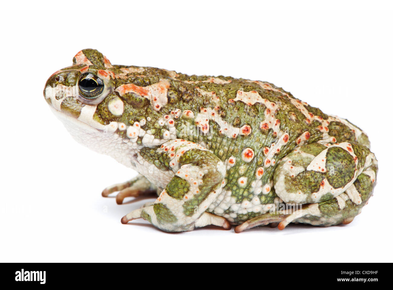 Bufo viridis. Crapaud vert sur fond blanc. Banque D'Images