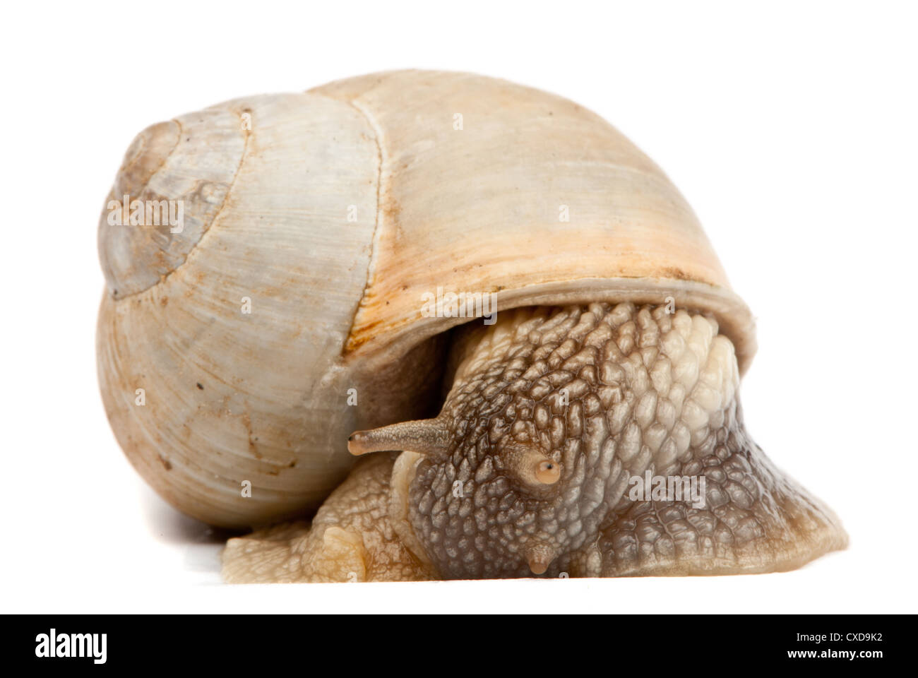 Snail isolé sur fond blanc Banque D'Images