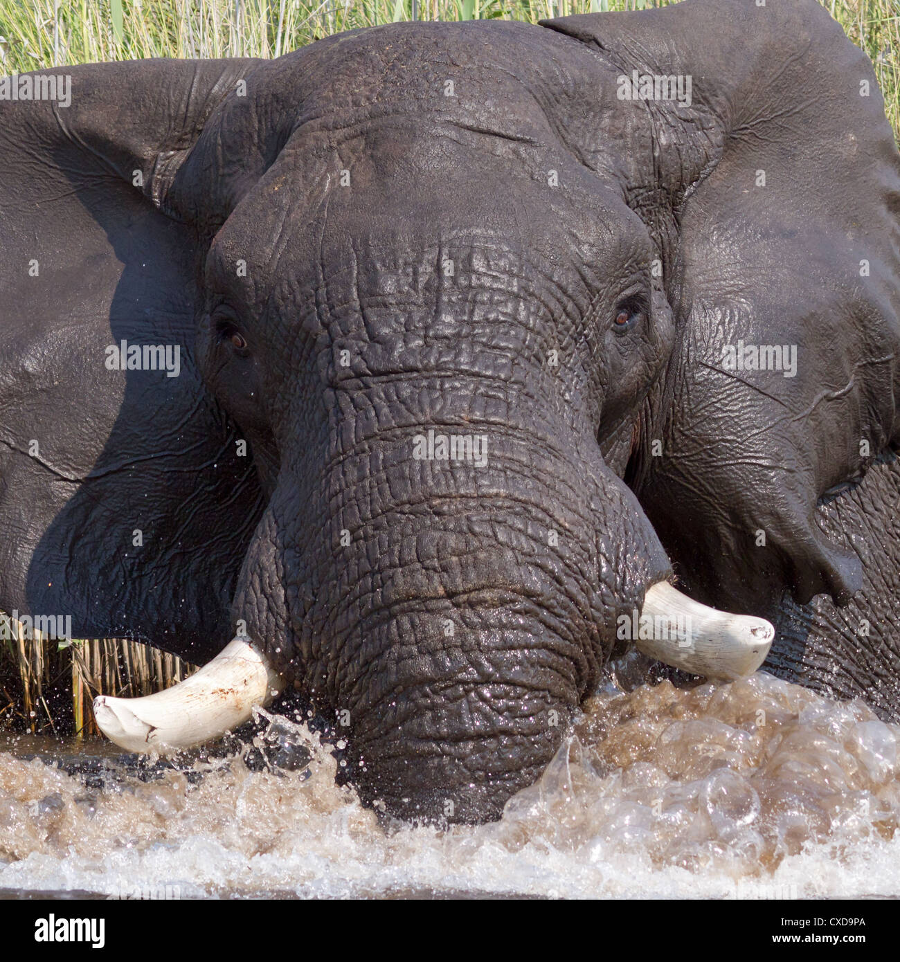 l phant En Col re Banque De Photographies Et D images Haute l-phant-en-col-re-banque-de-photographies-et-d-images-haute