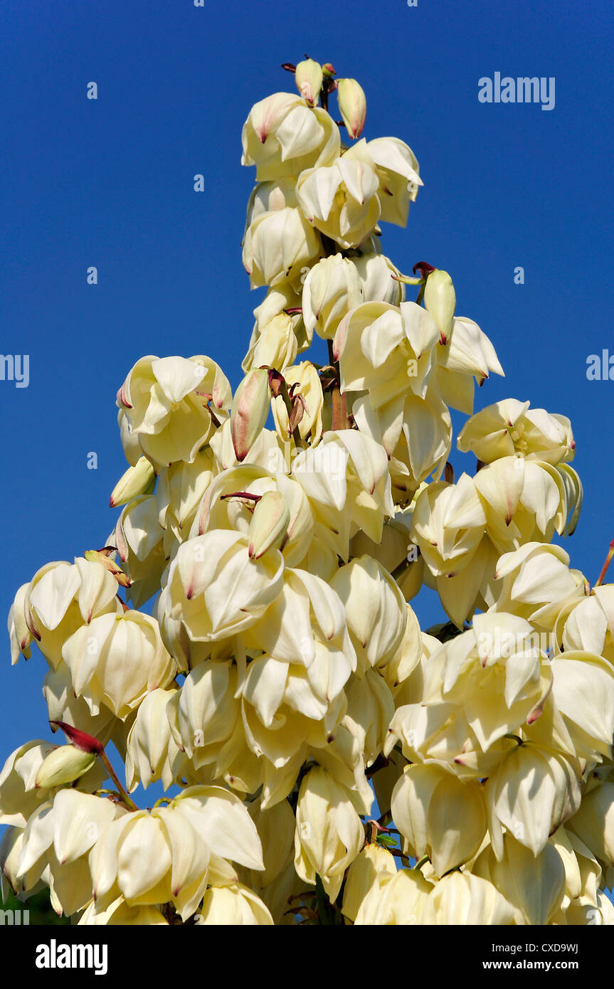 Libre de yucca gloriosa fleur sur fond de ciel bleu Banque D'Images
