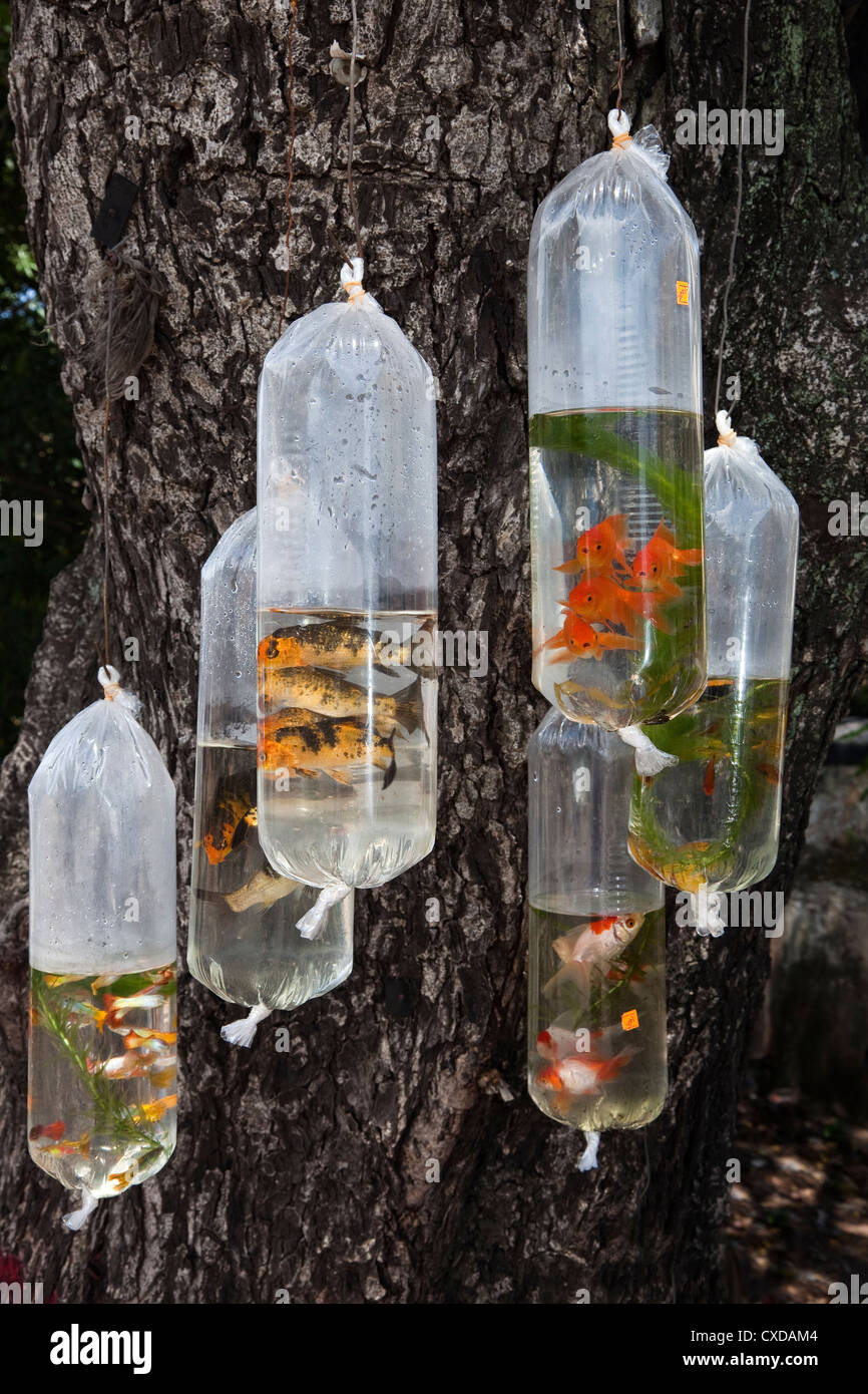 Les poissons rouges dans des sacs en plastique, à la vente, suspendu à un arbre, de la rue du marché, Negombo, Sri Lanka Banque D'Images