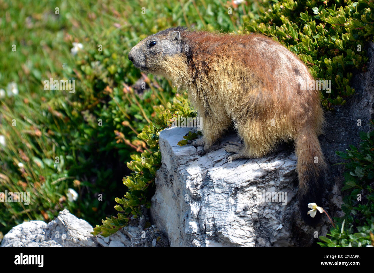 Marmotte des Alpes (Marmota marmota) sur la roche dans les Alpes françaises, Savoie à La Plagne Banque D'Images