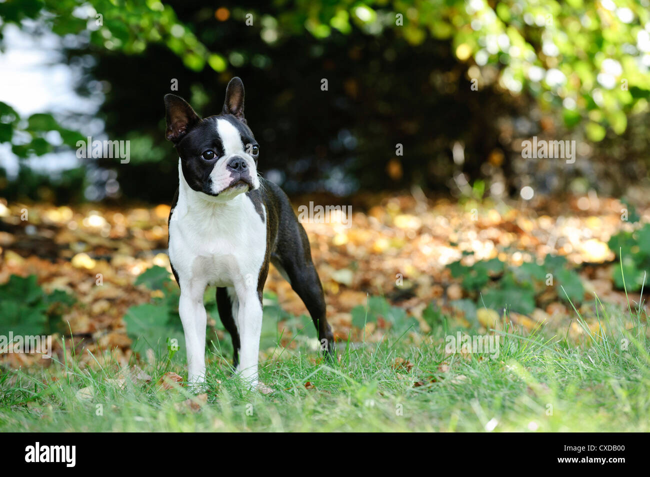 Boston terrier portrait dans le jardin Banque D'Images