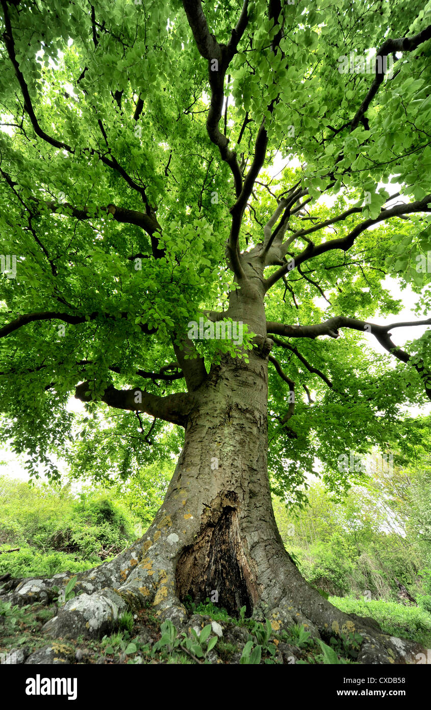 Le hêtre commun Fagus sylvatica, arbre, Queendown Warren, Kent UK Banque D'Images