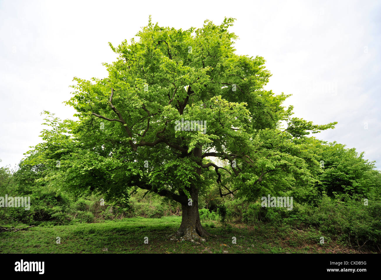 Le hêtre commun Fagus sylvatica, arbre, Queendown Warren, Kent UK Banque D'Images