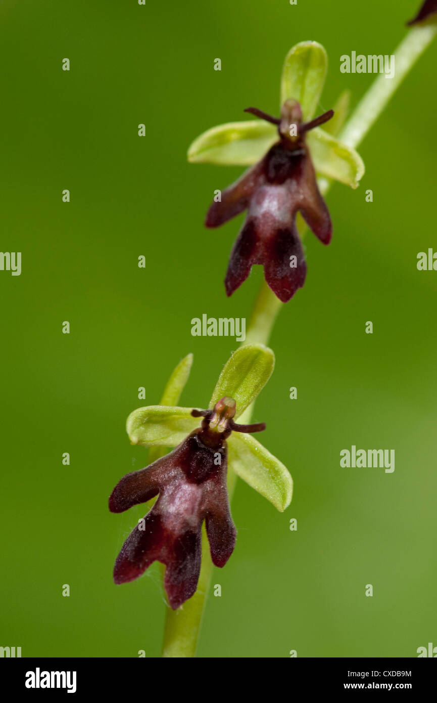 Ophrys insectifera Fly Orchid, banque, Yockletts, Kent Banque D'Images