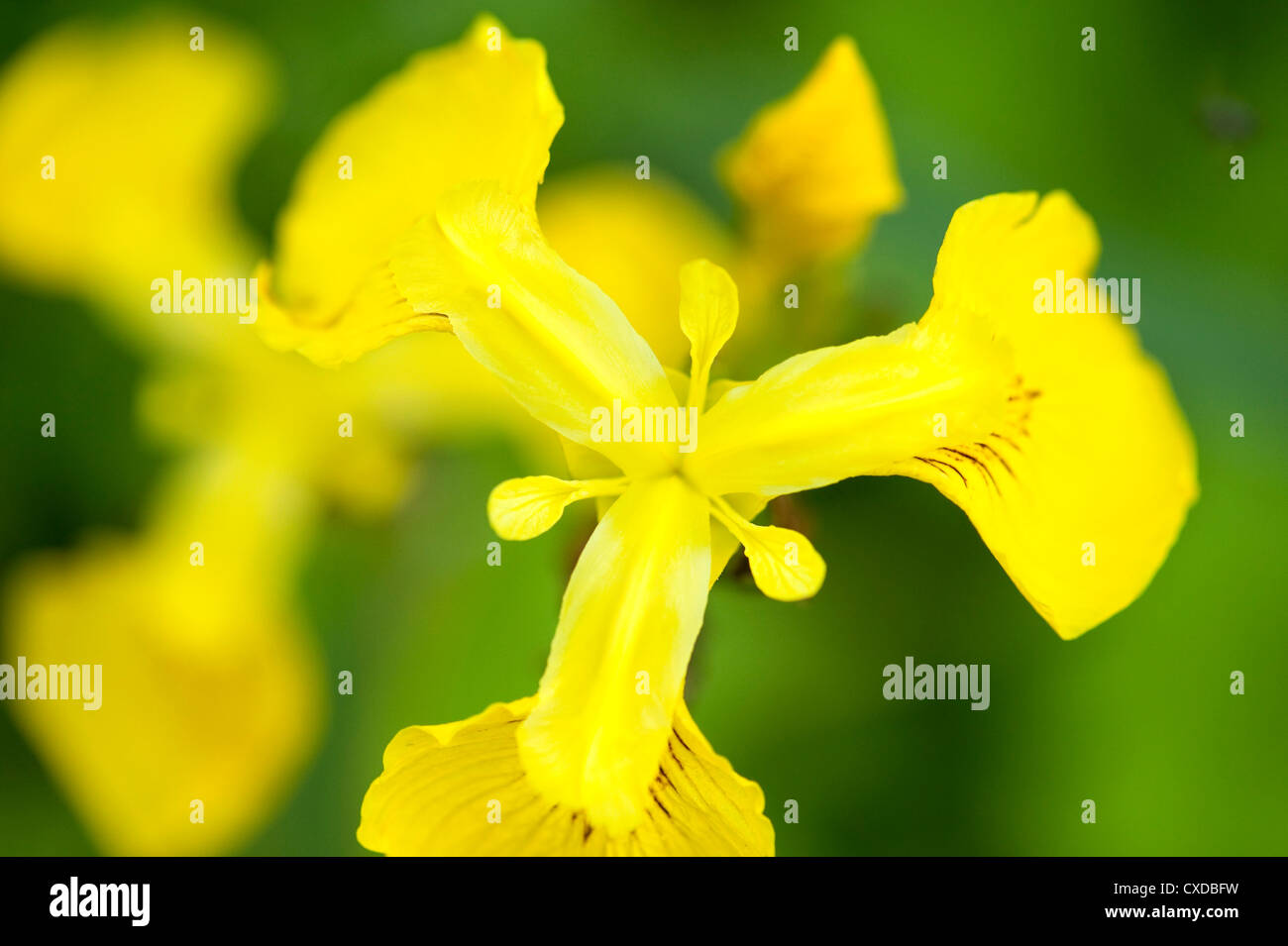 Iris pseudacorus, Iris, la baie de Sandwich, Kent UK Banque D'Images