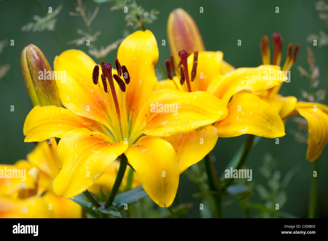 Fleur de lys jaune, Lilium, Jardin Kent UK, Banque D'Images