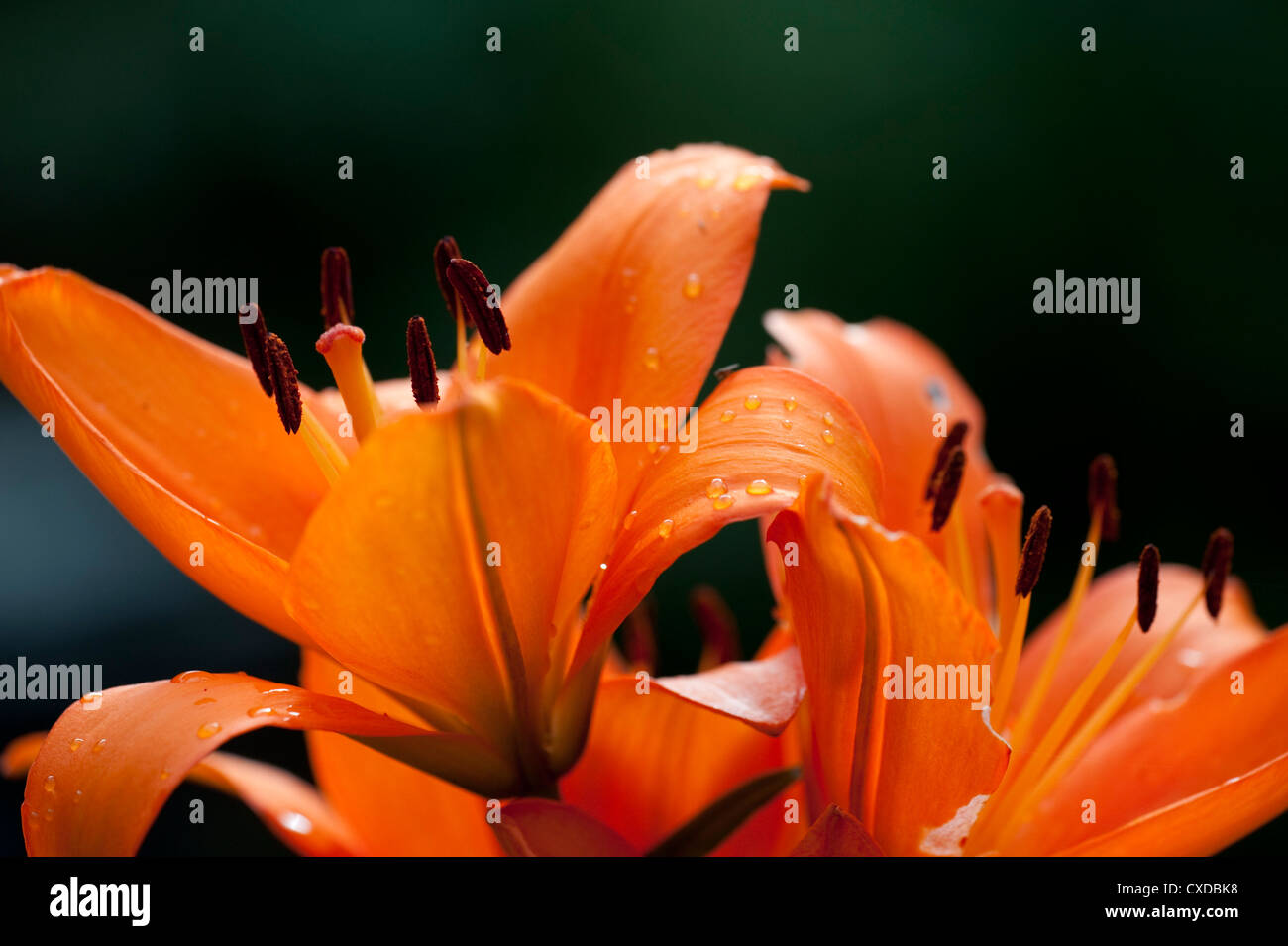 Fleur de lys Banque de photographies et d’images à haute résolution Alamy