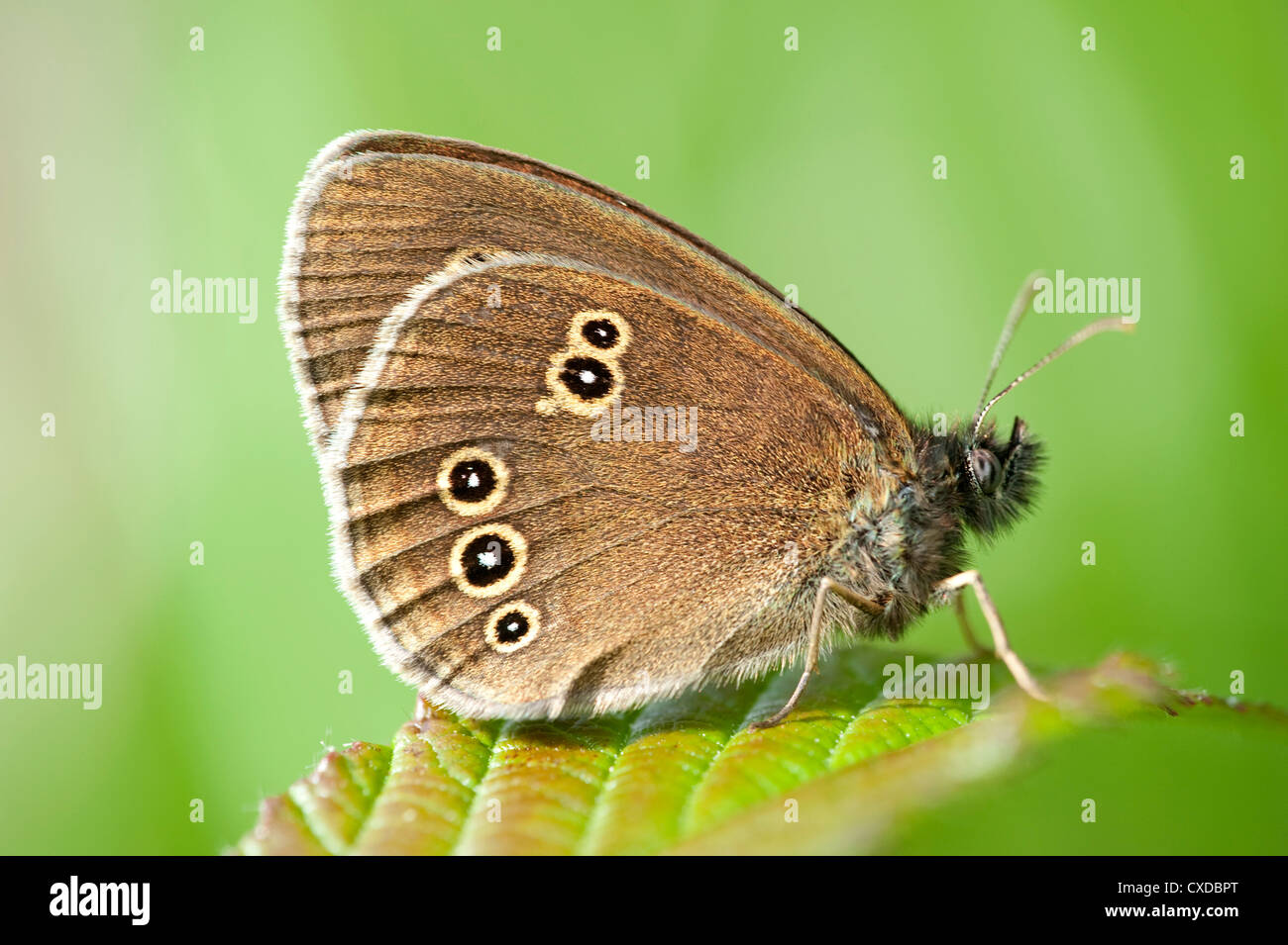 Aphantopus hyperantus un papillon, Cowden, pâturages, Kent UK Banque D'Images