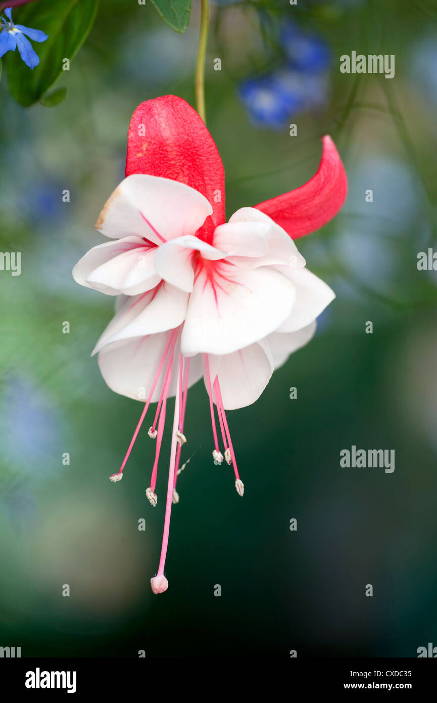 Des fleurs fushia, Harry Gray, UK Banque D'Images