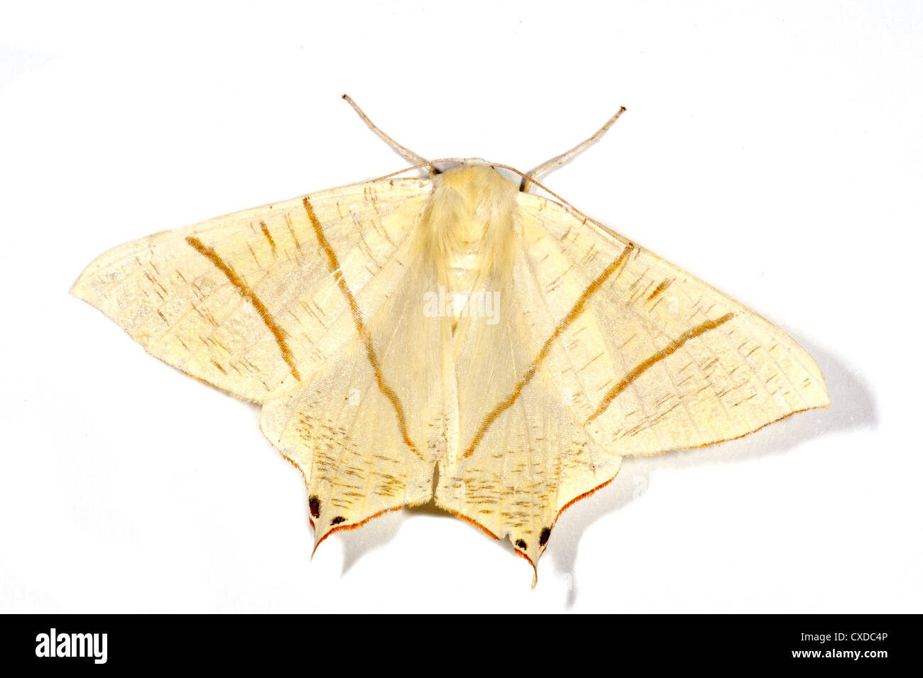 Papillon à queue Ourapteryx sambucaria, UK Banque D'Images