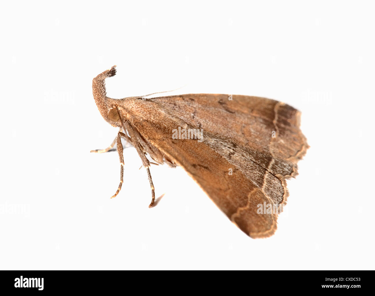 Le museau Hypena proboscidalis Papillon, DE, UK Banque D'Images