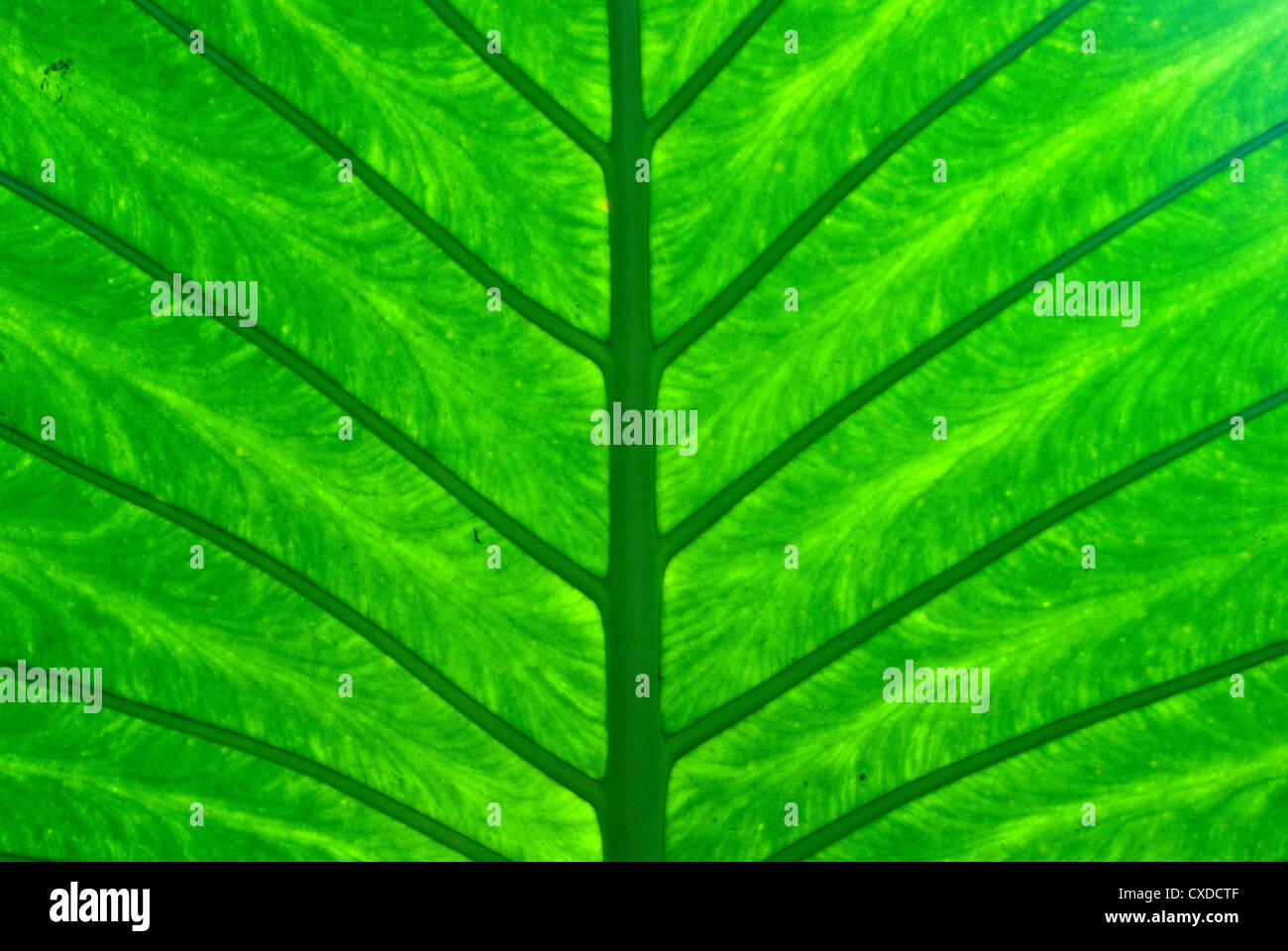 Lumière du soleil à travers vert feuille Banque D'Images