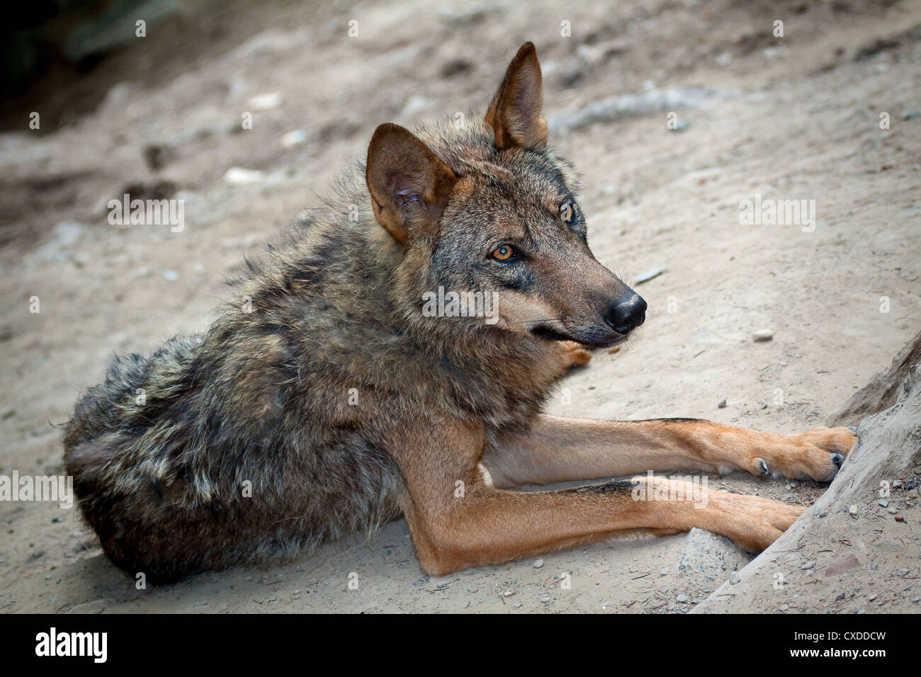 Située dans la nature le loup sauvage Banque D'Images