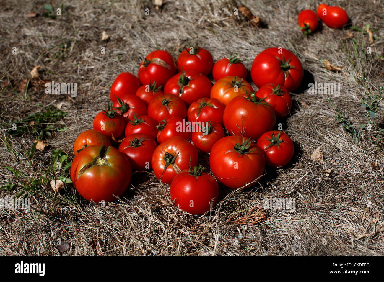 Diviser les tomates. Banque D'Images